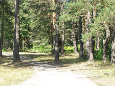 лес
